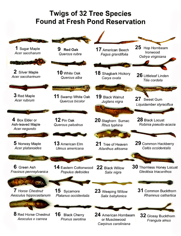 Tree Identification Chart